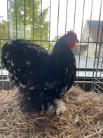 Cochinkriel zwart witgepareld haan 2025 showkwaliteit, Dieren en Toebehoren, Pluimvee, Mannelijk, Kip