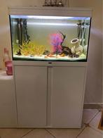 Aquarium eau douce, Ophalen, Gebruikt, Leeg aquarium