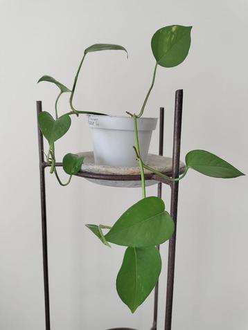 Epipremnum / Drakenklimop / Pothos - Kamerplant beschikbaar voor biedingen