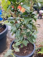 Camellia japonica, Tuin en Terras, Ophalen