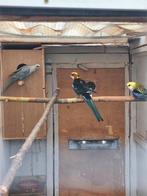 Rosella parkieten, Dieren en Toebehoren