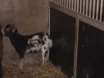 geitenbok, Dieren en Toebehoren, Geit, 0 tot 2 jaar