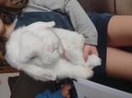 Super lief konijn