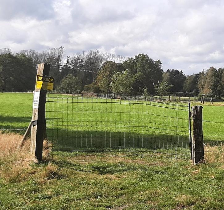 Groot weiland, te koop Eksel( Limburg), Immo, Gronden en Bouwgronden
