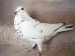 Mooie witte duivin, Animaux & Accessoires, Oiseaux | Pigeons, Femelle, Pigeon voyageur