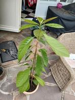 avocadoboom 140 cm hoog, Huis en Inrichting, Kamerplanten, 100 tot 150 cm, Fruitplant, Ophalen of Verzenden, In pot