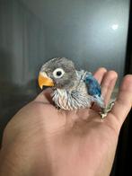 Agapornis bij baby's (EAM), Dieren en Toebehoren, Vogels | Parkieten en Papegaaien, Geringd