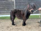 Super mooie merrie, Dieren en Toebehoren, Pony's, Merrie, Gechipt