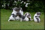 Jack Russell pups, Dieren en Toebehoren, Honden | Jack Russells en Terriërs, België, Jack Russell Terriër, CDV (hondenziekte)