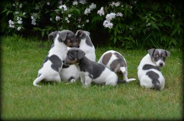 Jack Russell pups beschikbaar voor biedingen