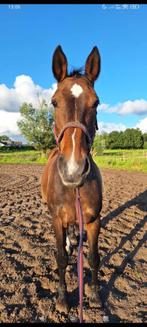 Gouden eerlijke merrie met top karakter, Dieren en Toebehoren, Paarden, Merrie, Met stamboom, 170 tot 175 cm, L
