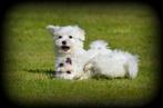 Maltezer pups, Dieren en Toebehoren, Honden | Chihuahua's en Gezelschapshonden, CDV (hondenziekte), Meerdere, Maltezer, 8 tot 15 weken