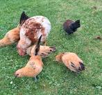 Antwerpse baardkriel haantjes 18 weken oud. Buff,5 stuks, Dieren en Toebehoren, Mannelijk, Kip