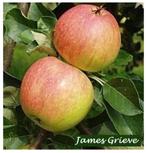 „JAMES GRIEVE” HOOGSTAM APPELBOMEN, UITZ.ACTIE !!! 25€/STUK, Ophalen, 250 tot 400 cm, Appelboom, Lente