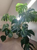 Monstera, Ophalen