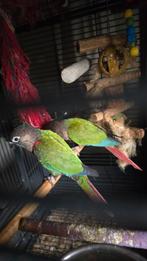 Couple conure pyrrhura reproducteur, Animaux & Accessoires, Oiseaux | Perruches & Perroquets