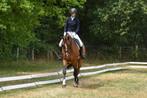 Allround eventing / dressuur / springpaard, Dieren en Toebehoren, Paarden, Ruin, Z, Springpaard