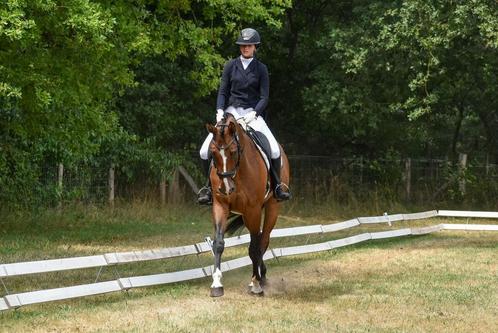 Allround eventing / dressuur / springpaard, Dieren en Toebehoren, Paarden, Ruin, Z, Springpaard