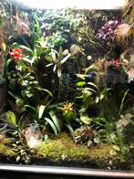 Groot paludarium, Ophalen, Gebruikt, Terrarium of Paludarium
