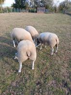 Schapen, Dieren en Toebehoren, Schapen, Geiten en Varkens