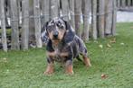 Beau chiot teckel nain à poil court (poil court), Poils courts, Plusieurs, Belgique, Plusieurs animaux