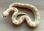 Westelijke haakneusslang, 16 maand, soort: Albino Conda, Dieren en Toebehoren, Reptielen en Amfibieën, Slang, Tam, 0 tot 2 jaar