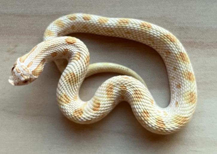 Westelijke haakneusslang, 16 maand, soort: Albino Conda, Dieren en Toebehoren, Reptielen en Amfibieën, Slang, 0 tot 2 jaar, Tam
