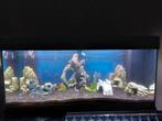 Aquarium JUWEL 180 litres, Dieren en Toebehoren, Ophalen