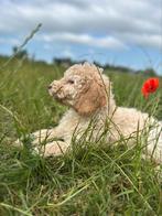 Mooie Labradoodle pups!, Dieren en Toebehoren, Honden | Retrievers, Spaniëls en Waterhonden, België, CDV (hondenziekte), 8 tot 15 weken