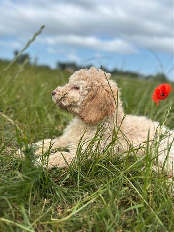 Mooie Labradoodle pups! beschikbaar voor biedingen