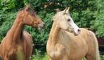 PENSIONPAARDEN - PADDOCKPARADIJS, 4 paarden of pony's of meer, Weidegang