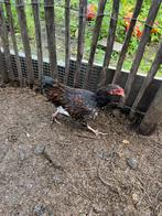 Wyandotte haan, Dieren en Toebehoren