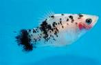 Mooie 2  dalmatiers platy en nog multie platy te koop, Dieren en Toebehoren, Vissen | Aquariumvissen