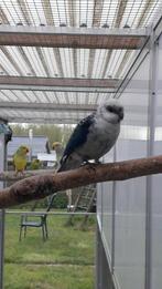 Blauwe stanley rosella mannen kanssplit pastel en opaline, Mannelijk, Parkiet, Geringd