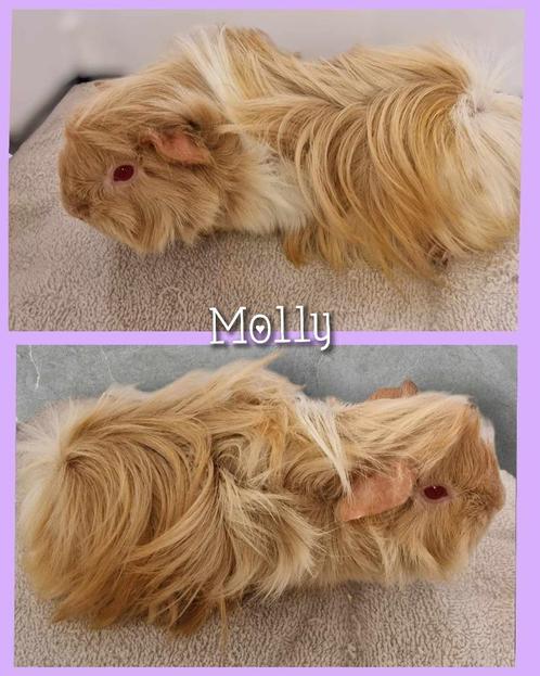 Peruvian zeugje, Dieren en Toebehoren, Knaagdieren, Vrouwelijk, Cavia, Mei, Tam