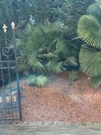 Dwergpalm Chamaerops humilis 'Vulcano', Tuin en Terras, Planten | Bomen, Ophalen, Palmboom, 100 tot 250 cm