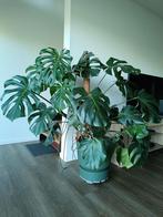 Monstera met pot en mosstok, ongeveer 140cm hoog vanaf de gr, Huis en Inrichting, Kamerplanten, Groene kamerplant, Ophalen, 100 tot 150 cm