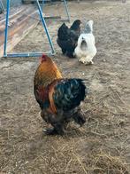 Trio brahma, Meerdere dieren, Kip