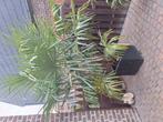 palmboom in bloempot meer dan 2m hoog, Tuin en Terras, Planten | Tuinplanten, Ophalen
