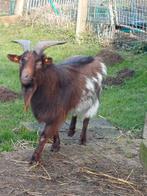 Dekbok, Animaux & Accessoires, Moutons, Chèvres & Cochons