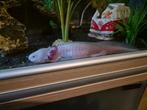 Axolotls, Dieren en Toebehoren