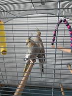 2 Calopsittes avec une cage, Animaux & Accessoires, Plusieurs animaux, Perruche
