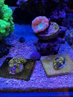 Zeeaquarium koralen stekjes, Dieren en Toebehoren