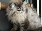 Perzische dekkater, Dieren en Toebehoren, Katten en Kittens | Dekkaters, 3 tot 5 jaar