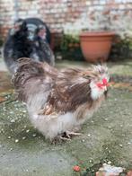 Usa zijdehoen haantjes, Dieren en Toebehoren