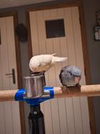 Zeer lief en tam koppeltje Katherine's, Dieren en Toebehoren, Tam