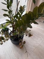 Kamerplant, Ophalen