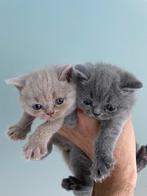 Britse korthaar kittens, Gechipt