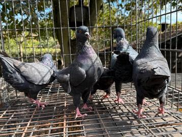 Echte King Duiven 5 voor 50€ beschikbaar voor biedingen