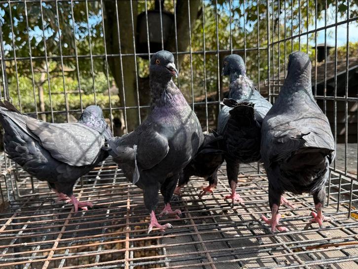 Echte King Duiven 5 voor 50€, Dieren en Toebehoren, Vogels | Duiven